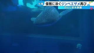 Whale Shark Returns to Notojima Aquarium After Period Without Mascot; 5 Name Candidates Include "...