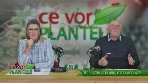 La ce distanta de livada se poate construi gardul fara sa afecteze sistemul radicular al pomilor Cri