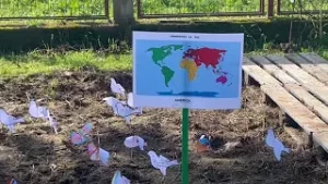 Día de la Paz  CEP Cervantes, Moraleja 2024