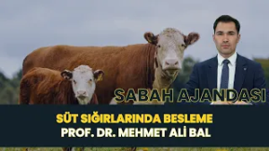 SABAH AJANDASI I SÜT SIĞIRLARINDA BESLEME - PROF. DR. MEHMET ALİ BAL