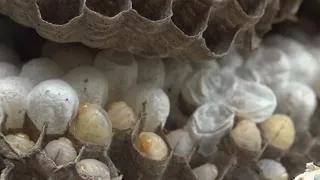 What homeowners should know as hornet activity is picking up