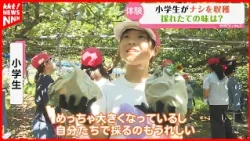 "It's so delicious! So sweet!" Elementary school students try harvesting local specialty pears