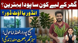 Which Houseplant is Best for You? Indoor vs. Outdoor Guide | Talha Vlog | City42
