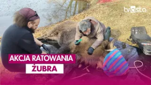 Żubr uratowany z tafli zamarzniętego jeziora