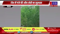 Tonk (Raj)-  गांजे की अवैध खेती का खुलासा, 35 किलो पौधे जब्त; आरोपी गिरफ्तार