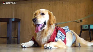 愛犬と泊まれる温泉宿の看板犬　1歳のゴールデンレトリバー音くん　屋内ドッグランを疾走！浴衣をおもちゃに大はしゃぎ (2026年9月11日放送）