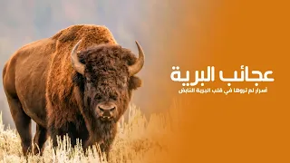 Wonders of the Wild: Battles of Survival and Beauty in the Most Dangerous Places on Earth | Quest...