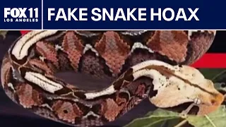 Santa Ana police say viral Gaboon viper image was AI-generated