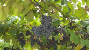 Embrapa uva e vinho lança duas novas cultivares tintas