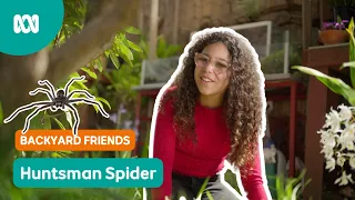 That spider is HUGE!! 🕷️ | Gardening Australia Junior | ABC Kids