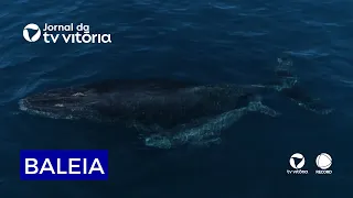 Whale washes up dead in Vila Velha