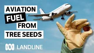 New trial tests if this Australian tree could produce oil for plane fuel | Landline | ABC iview