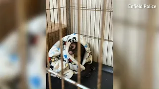 Monkey among dozens of animals discovered at Enfield home during police search