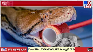 15-Foot Python Successfully Treated : కొండచిలువకు క్యాన్సర్ ! మనుషులకిచ్చే ట్రీట్‌మెంట్‌తో నయం - TV9