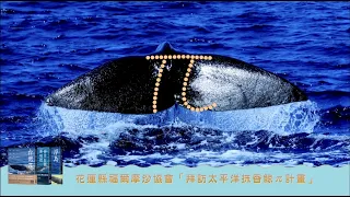 發現太平洋抹香鯨 /有如「π」的尾巴，是海中的新地標，是生活在台灣家園的厝邊鄰居 ｜公視之友好禮