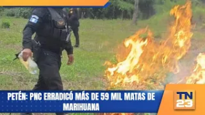 Petén: PNC erradicó más de 59 mil matas de marihuana
