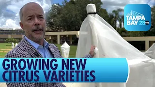 Florida Southern College grows new citrus groves to aid industry comeback