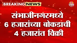 दुष्काळामुळे शेळ्यांचे बाजार थंडावले,6 हजारांच्या बोकडाची 4 हजारांत विक्री Chhatrapati Sambhajinagar