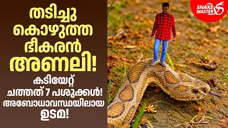 7 പശുക്കളെ കൊന്ന കൊലയാളി അണലി ! | Viper Snake Rescue By Vava | Snakemaster EP 1225