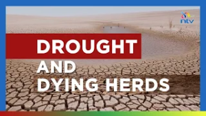 Drought leaves hundreds of thousands of people at risk of starvation in Kilifi and Tana River