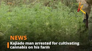 Kajiado man arrested for cultivating cannabis on his farm