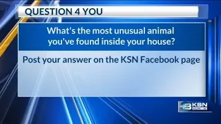Question 4 You: What's the most unusual animal you've found inside your house?