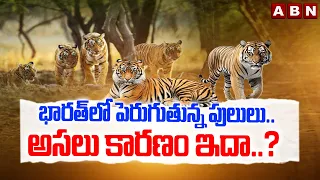 OFF BEAT : భారత్ లో పెరుగుతున్న పులులు..అసలు కారణం ఇదా..? | Tigers Increasing In India | ABN