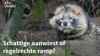 Wasbeerhond rukt op naar Utrecht: vloek of zegen? I Natuurlijk Zoëy I RTV Utrecht