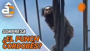 El MONO TITI trepado a los cables y árboles revolucionó un barrio de Córdoba: así fue el rescate