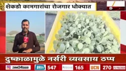 दुष्काळी परिस्थितीचा रोपवाटिकांना फटका; जुन्नरमधील नर्सरी चालक अडचणीत | Junnar Drought