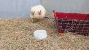 In fuga per la libertà, un pollo "scappa" dal camion verso il macello: salvato