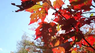 Forecasters expect fall foliage to be better this year