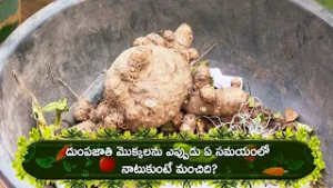 దుంపజాతి మొక్కలను ఎప్పుడు ఏ సమయంలో నాటుకుంటే మంచిది? | Perati Ruchulu | ETV Abhiruchi