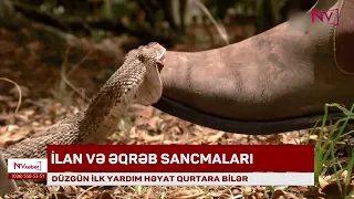 İlan və əqrəb sancmaları zamanı nə edək?