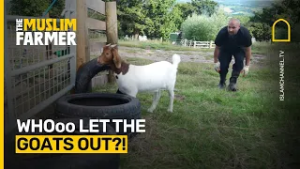 Whooo let the goats out?! Chaos on the farm | The Muslim Farmer Ep. 2