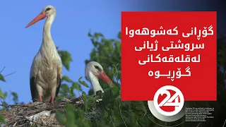 گۆڕانی کەشوهەوا سروشتی ژیانی لەقلەقەکانی گوندی کانیمارانی گۆڕیوە