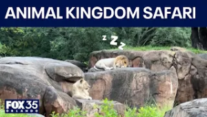 Behind the attraction: Kilimanjaro Safari's guides receive special honors