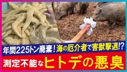 【LBS】海の厄介者「ヒトデ」で害獣撃退
