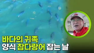 바다의 귀족, 양식 참다랑어 잡는 날 [생활의 발견] | KBS 260629 방송