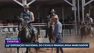 Largest Mangalarga Marchador breed event brings breeders together in Belo Horizonte