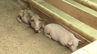 Pig manure contamination forces water service suspension in parts of Donmatías