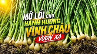 Paving the way for Vĩnh Châu shallot to reach further | CT-TDT