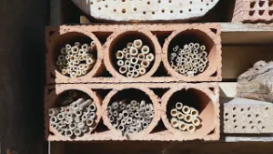 Krónika: Segítsük méhecskehotelekkel a magányos beporzókat! (2026.03.04.)