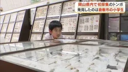 Bug-loving elementary student makes first-ever discovery of "blue-fronted skimmer" in Okayama Pre...