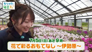 かながわ旬菜ナビ　次回予告（7月5日放送）