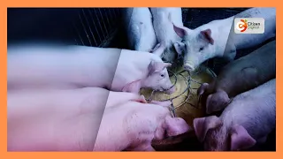Swine flu outbreak in Kiambu leaving over 1,500 pigs dead