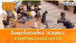 จีนผุดโมเดลใหม่ 'สวนแมว' ช่วยแก๊งแมวจรมีบ้านถาวร | แซ่บทูเดย์