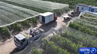 Ningxia, Northwest China, Begins Fresh Grape Harvest Season Across 1,200 Hectares