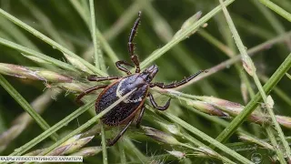 A Silent Danger in the Grass: Rise in Tick Bites in the Pinsk Region