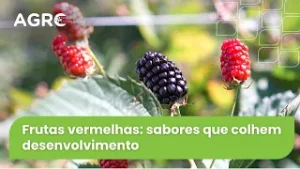Agro Saúde e Cooperação - Frutas Vermelhas